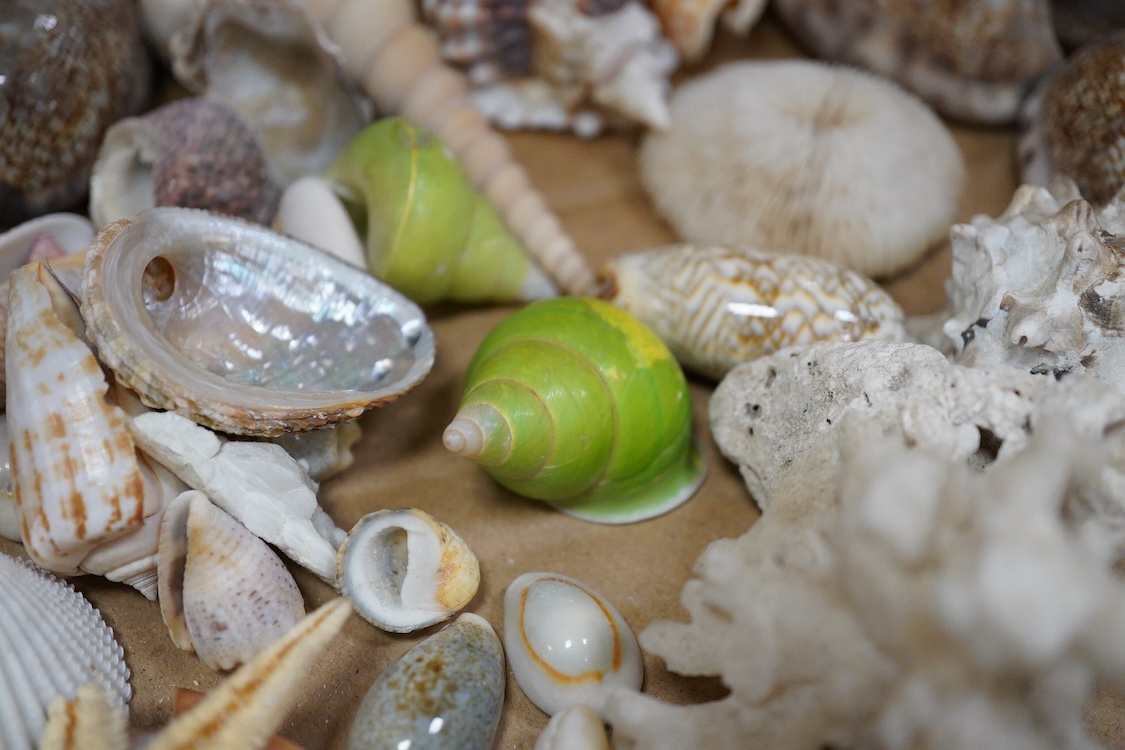 A selection of seashells and other marine invertebrates